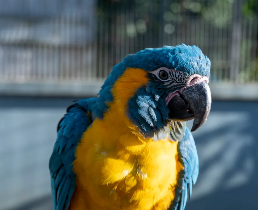 [Papagayo azul]