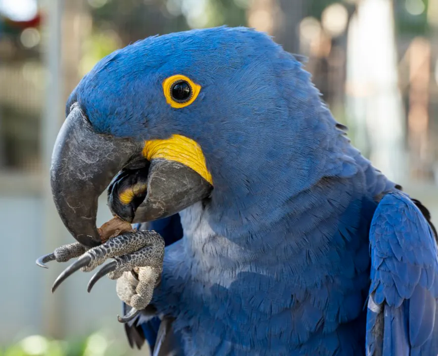 [ANODORYNCHUS HYCINTHINUS]