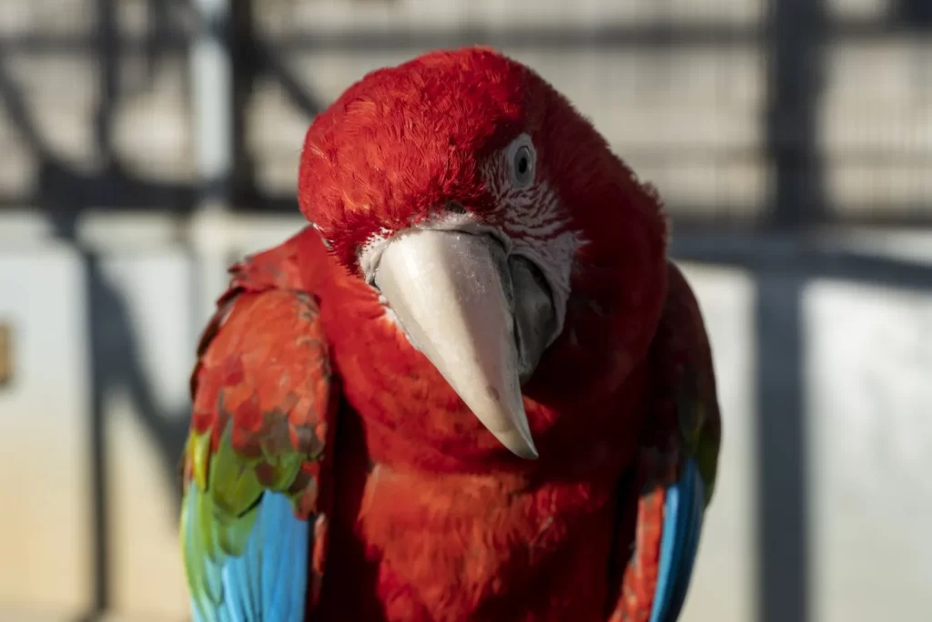 [Papagayo rojo]