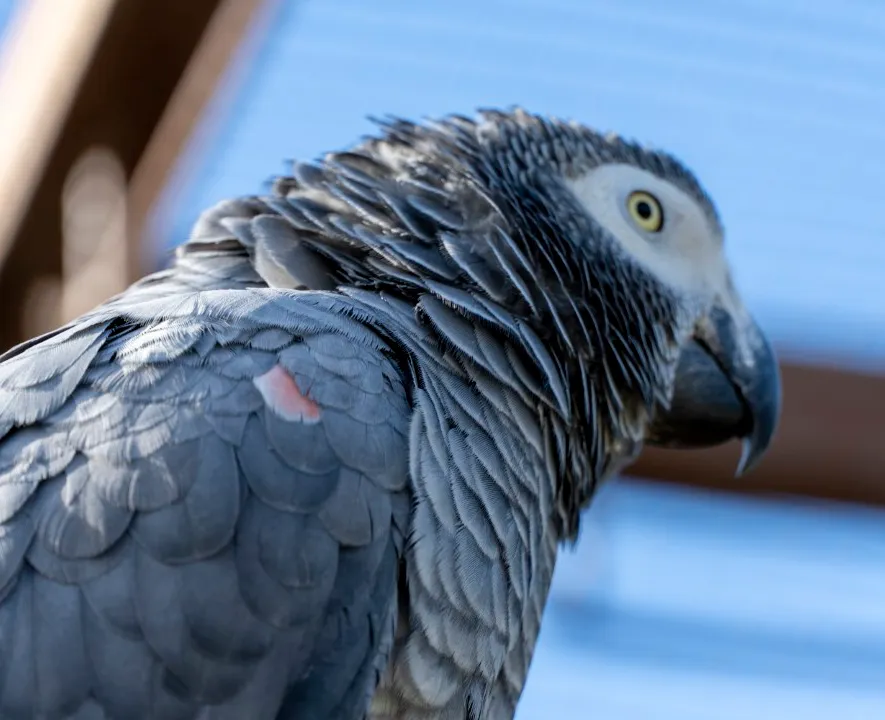 [PSITTACUS ERITHACUS]