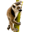 Peñiscola - lemur