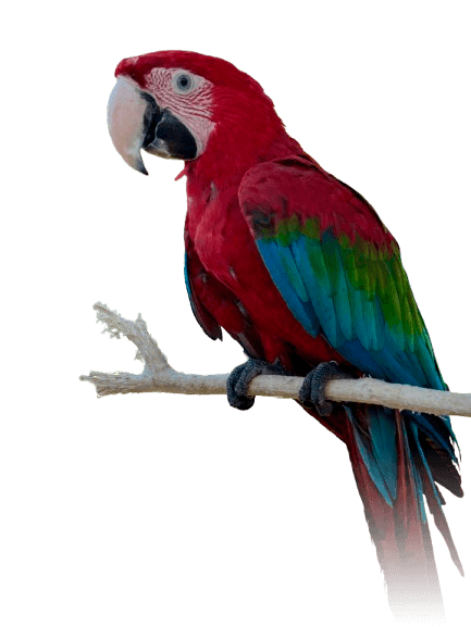 Peñiscola - Guacamayo