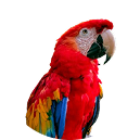 Peñiscola - Guacamayo