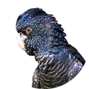 Peñiscola - cacatua