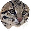 Peñiscola - ocelote