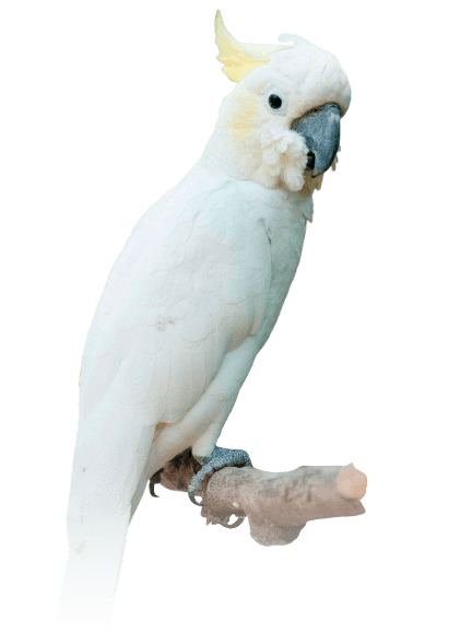 Peñiscola - cacatua