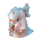 Peñiscola - cacatua