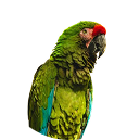 Peñiscola - Guacamayo