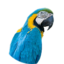 Peñiscola - Guacamayo